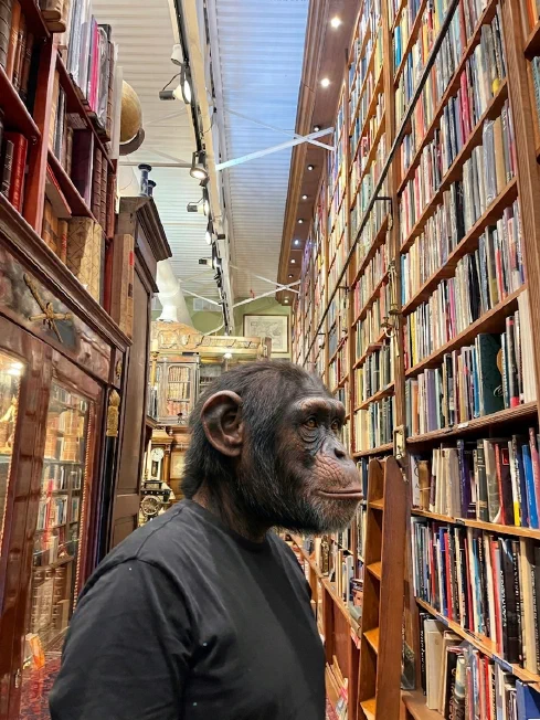 A chimpanzee in a black t-shirt looking up at towering bookshelves in an old bookstore